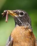 104: 2021-05-21-robin-7D2_2359