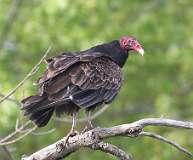 108: 2021-05-22-turkey-vulture-7D2_4338