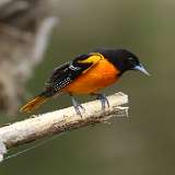 111: 2021-05-23-oriole-7D2_4755