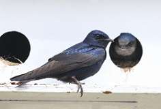 116: 2021-05-29-Purple martin-7D2_5540