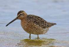 114: 2021-05-29-dowitcher-7D2_6644