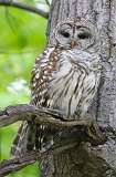 117: 2021-05-31-barred-owl-7D2_7090