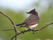 118: 2021-05-31-eastern-kingbird-7D2_7225