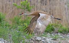 120: 2021-06-02-sandhill-crane-flying-7D2_7317