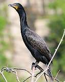 125: 2021-06-12-Cormorant-7D2_8285