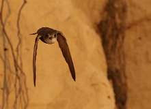 127: 2021-07-03-bank-swallow-7D2_0456