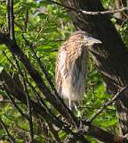 132: 2021-07-12-Black-crowned Night-Heron-7D2_1558