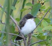 133: 2021-07-12-eastern-kingbird-7D2_1689