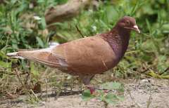 136: 2021-07-13-rock pigeon 7D2_1821