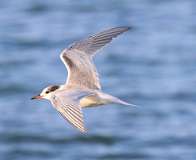 139: 2021-07-21-tern-7D2_2456