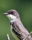 141: 2021-07-23-eastern-kingbird-7D2_2867