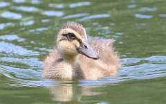 142: 2021-07-26-baby-mallard-7D2_3392