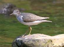 147: 2021-07-26-solitary-sandpiper-7D2_3659