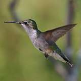 149: 2021-07-31-hummingbird-7D2_4146