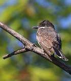 150: 2021-08-02-eastern-kingbird-7D2_4214