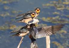 152: 2021-08-15-barn-swallow-7D2_4731