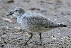 153: 2021-08-15-red-knot-7D2_4859