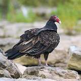 154: 2021-08-16-turkey-vulture-7D2_5306