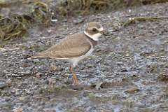 158: 2021-08-21-plover-7D2_6605