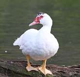 164: 2021-08-31-Muscovy duck-7D2_7682