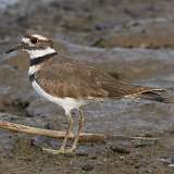 169: 2021-09-03-killdeer-7D2_8535