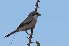 171: 2021-09-03-loggerhead shrike-7D2_8572