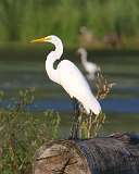 175: 2021-09-08-egret-7D2_9661