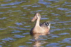 177: 2021-09-08-shoveler-7D2_9517