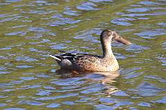 178: 2021-09-08-shoveler-7D2_9522