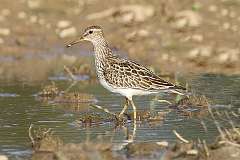 190: 2021-09-30-pectoral-sandpiper-7D2_1959