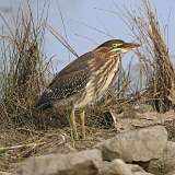 192: 2021-10-10-green-heron-7D2_5227