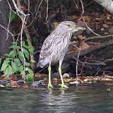 197: 2021-10-20-Juvenile-Black-crowned Night-Heron-7D2_0056