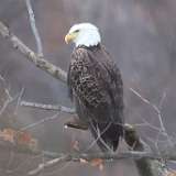 203: 2021-12-04-bald-eagle-7D2_0492