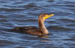 206: 2021-12-13-cormorant-7D2_0676