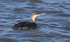 207: 2021-12-13-red-throated-loon-7D2_0550