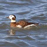 208: 2021-12-14-Long-tailed Duck 7D2_0082