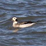 209: 2021-12-14-Long-tailed Duck 7D2_0086