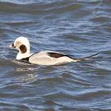 210: 2021-12-14-Long-tailed Duck 7D2_0088