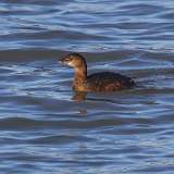 211: 2021-12-17-Pied-billed Grebe 7D2_0326