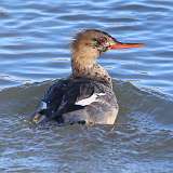 212: 2021-12-17-Red-breasted Merganser 7D2_0264