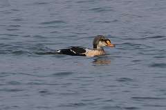 213: 2021-12-24-King eider 7D2_0090