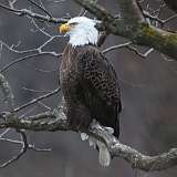 214: 2021-12-26-bald-eagle-7D2_0367