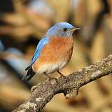 10: eastern-bluebird2-7D2_1844