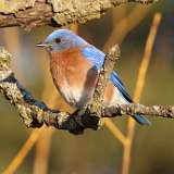 11: eastern-bluebird3-7D2_1805