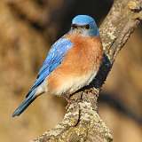 12: eastern-bluebird4-7D2_1884