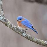 6: eastern-bluebird-CR3_2055