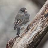 4: junco-CR3_1936