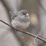 5: junco-CR3_1947