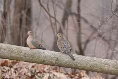 1: mourning-doves-CR3_1806