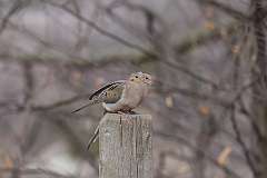 2: mourning-doves-CR3_1816